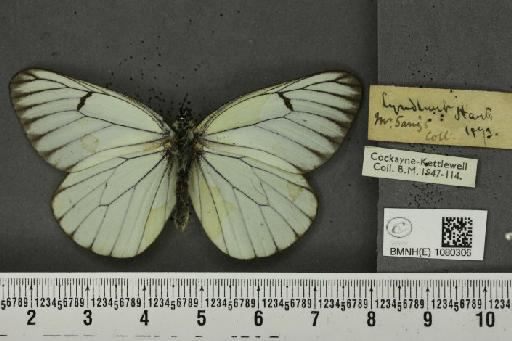 Aporia crataegi (Linnaeus, 1758) - BMNHE_1080306_69863