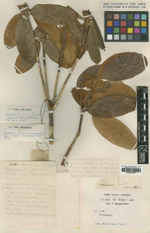 Rhododendron piercei Davidian - BM000996686