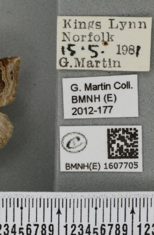 Xanthorhoe ferrugata (Clerck, 1759) - BMNHE_1607705_label_311124