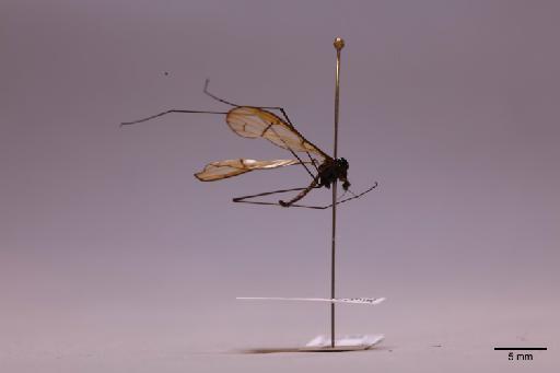 Tipulidae Latreille, 1802 - 013741285_lateral