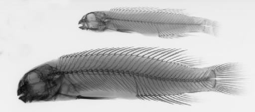 Telmatochromis vittatus Boulenger, 1898 - BMNH 1898.9.9.19-20, Telmatochromis vittatus, SYNTYPES, Radiograph