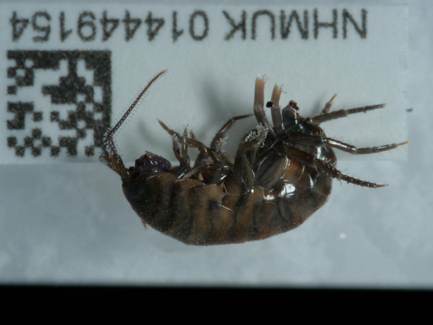 Arcitalitrus dorrieni thumbnail