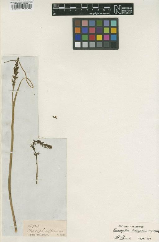 Prasophyllum lindleyanum Rchb.f. - BM000051678