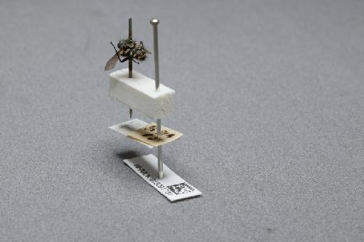 Sarcophaga (Myorhina) nigriventris Meigen, 1826 - 015091781_additional_2