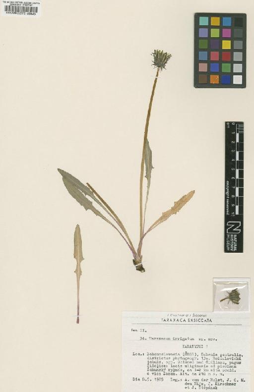 Taraxacum irrigatum Kirschner & Štěpánek - BM000052278