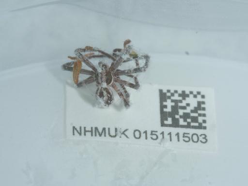 Rhysodromus histrio (Latreille, 1819) - 015111503_2