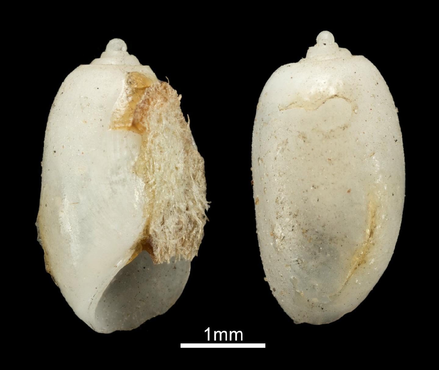 To NHMUK collection (Bulla eumicra Crosse in Crosse & Fischer, 1865; SYNTYPES; NHMUK:ecatalogue:7828786)