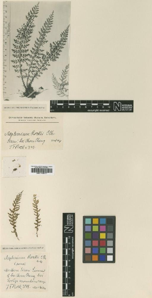 Asplenium rockii C.Chr. - BM001045177