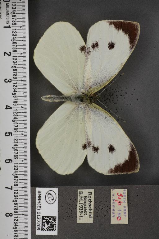 Pieris brassicae ab. glaseri Müller, 1925 - BMNHE_1127209_84324