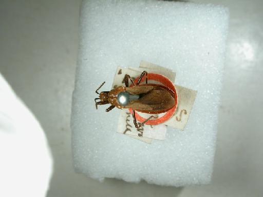 Scadra scutellaris Distant, 1904 - Hemiptera: Scadra Scutellaris Ht