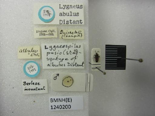 Lygaeus albulus Distant, 1893 - Lygaeus albulus-BMNH(E)1240200-Syntype male dorsal & labels