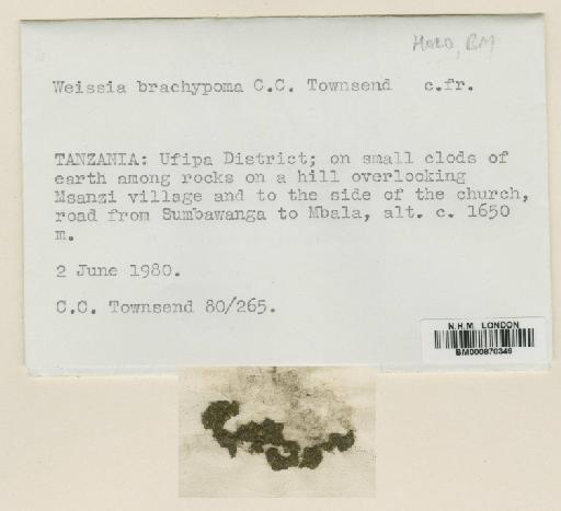 Weissia brachypoma Towns - BM000870349