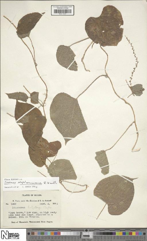 Dioscorea stegelmanniana R.Knuth - BM001190538