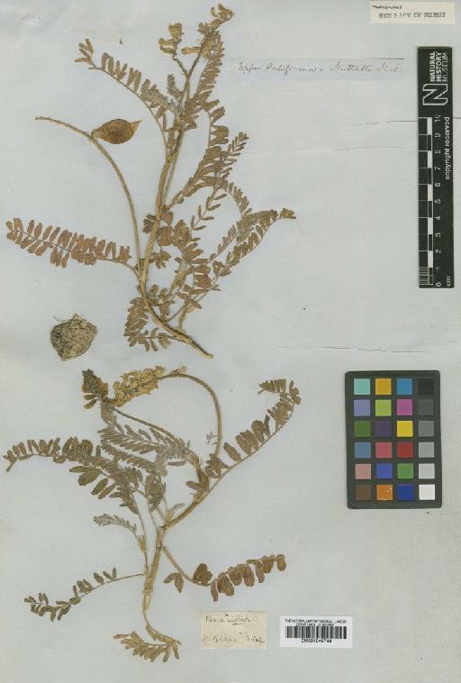Astragalus nuttallii var. nuttallii - BM001042748