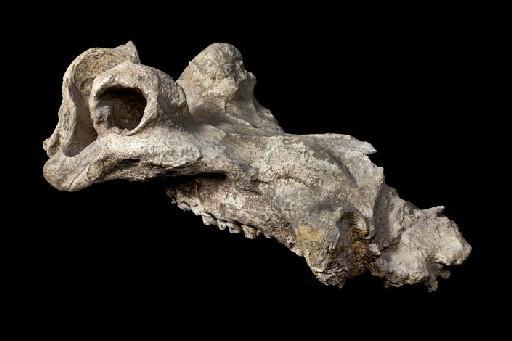 Hippopotamus gorgops - NMHUK PV M 14951 Hippo Skull from Olduvai Gorge_7