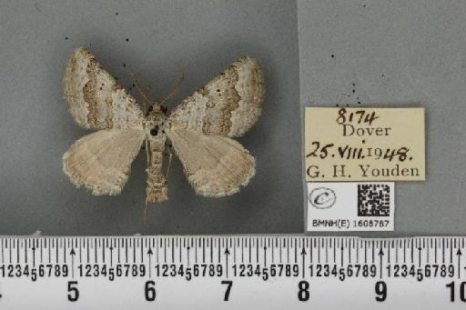 Scotopteryx bipunctaria cretata (Prout, 1937) - BMNHE_1608787_305156