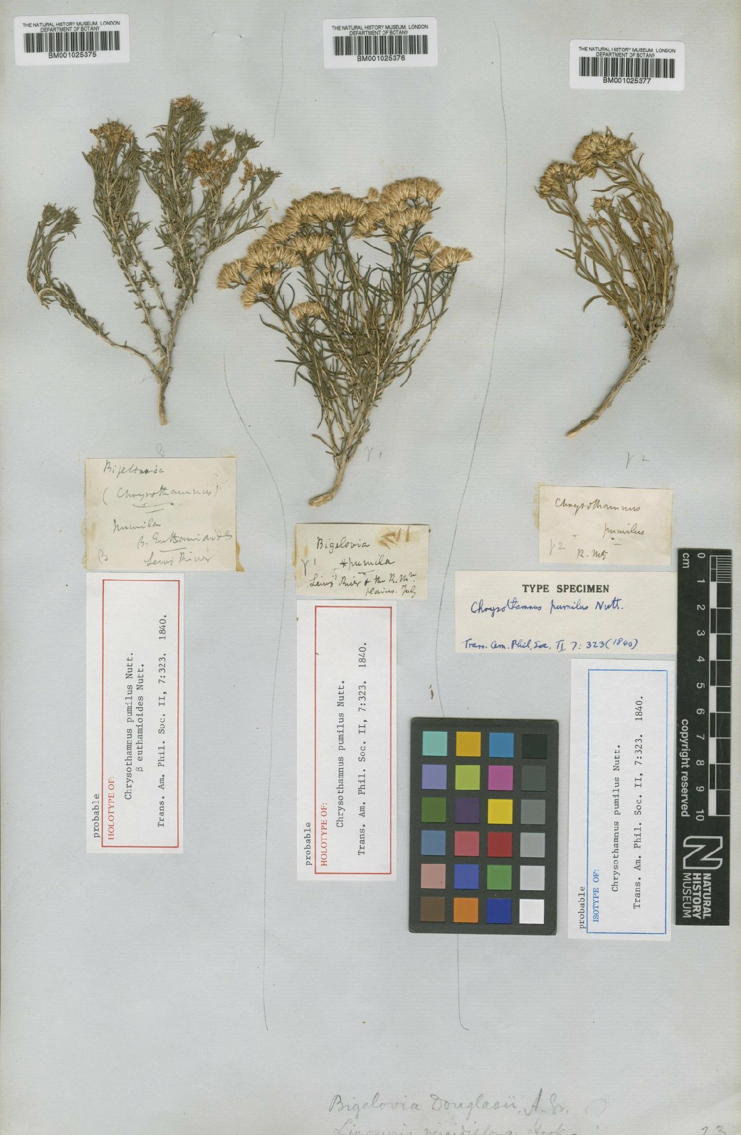 To NHMUK collection (Chrysothamnus viscidiflorus subsp. pumilus (Nutt.) H.M.Hall & Clem.; Isotype; NHMUK:ecatalogue:746513)