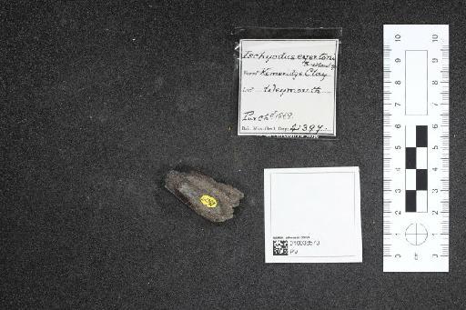 Ischyodus egertoni infraphylum Gnathostomata Buckland, 1835 - 010038570_L010040998
