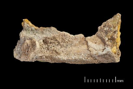 Scelidotherium leptocephalum Owen, 1840 - NHMUK PV M 82206 Boxed Fragment G2.tif