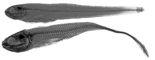 Chilara taylori Girard, 1858 - BMNH 1923.2.26.715-716 Chilara taylori