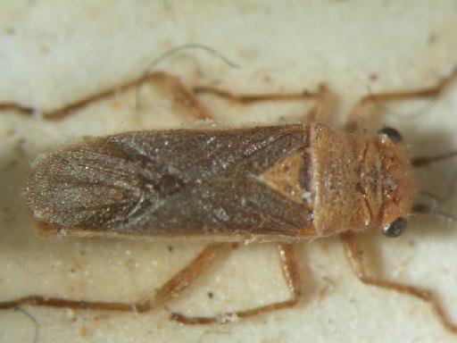 Aethalotus horni Breddin - Hemiptera: Aethalotus Hor