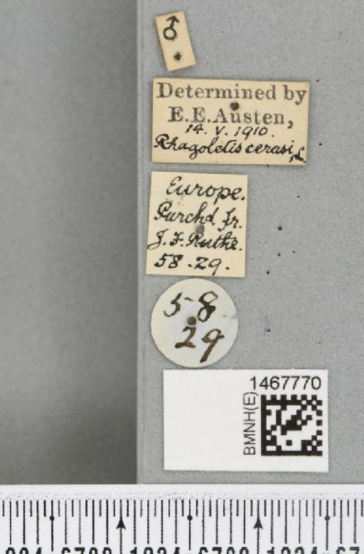 Rhagoletis cerasi (Linnaeus, 1758) - BMNHE_1467770_label_42543