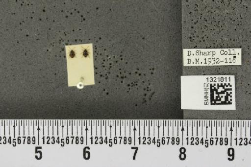 Epitrix atropae Foudras, 1861 - BMNHE_1321811_11695