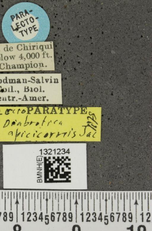 Diabrotica apicicornis Jacoby, 1887 - BMNHE_1321234_label_19621