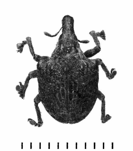 Omophorus stomachosus Boheman, 1835 - Omophorus stomachosus-BMNH(E)1237652-dorsal mono