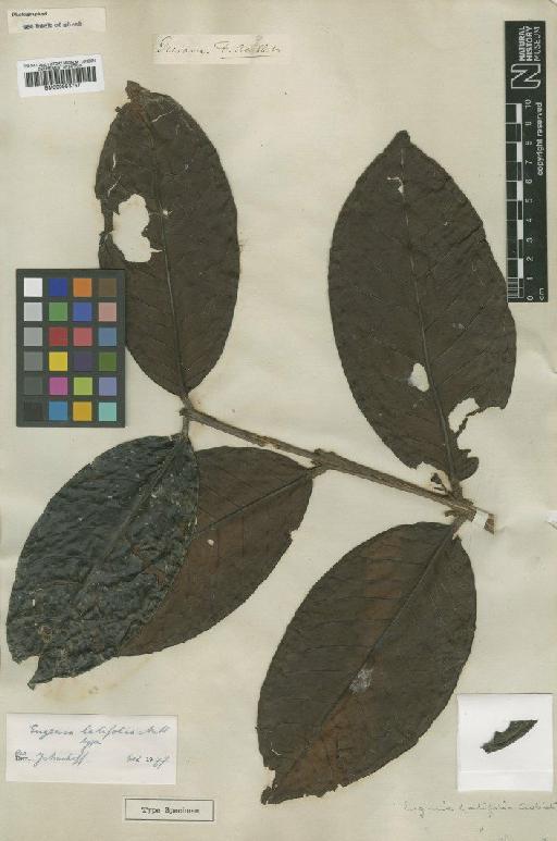 Eugenia latifolia Aubl. - BM000953757