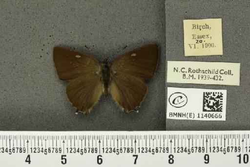 Satyrium w-album ab. obsoleta Tutt, 1907 - BMNHE_1140666_110077