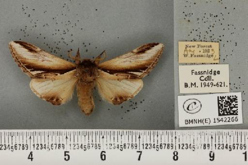 Pheosia gnoma (Fabricius, 1777) - BMNHE_1542266_245988