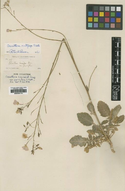 Oenothera multijuga Watson - BM000884795