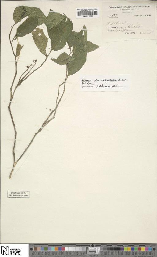 Solanum tenuiflagellatum S.Knapp - BM000935082