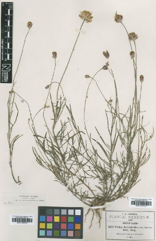 Tridax petrophila B.L.Rob. & Greenm. - BM001009753