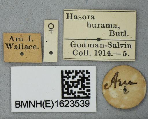 Hesperia hurama Butler, 1870 - Hesperia hurama Butler syntype 1623539 labels
