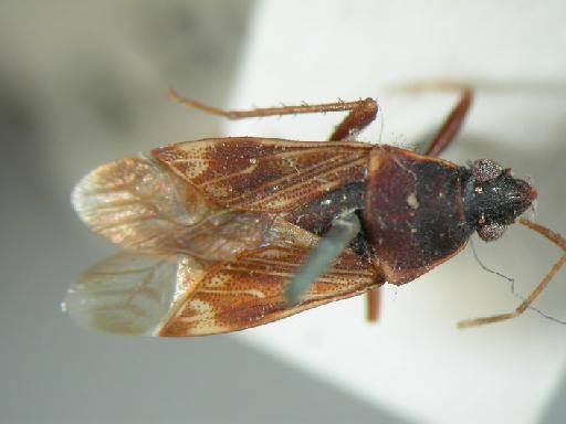 Neolethaeus descriptus Walker - Hemiptera: Neolethaeus Des