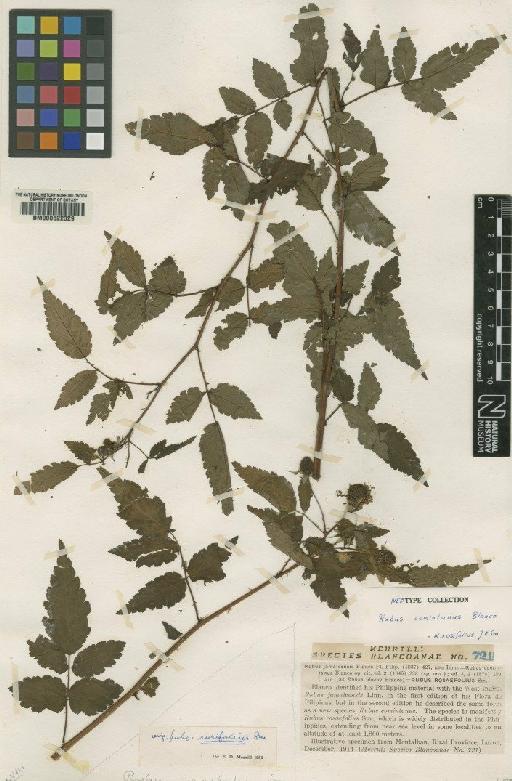 Rubus rosifolius Sm. - BM000622329