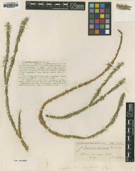 Lycopodium bolivianum Rosenst. - BM000936467