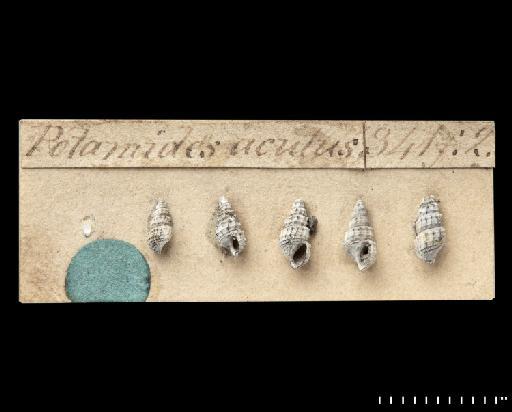 Tarebia acuta (J. Sowerby, 1822) - OR_43559_1-5