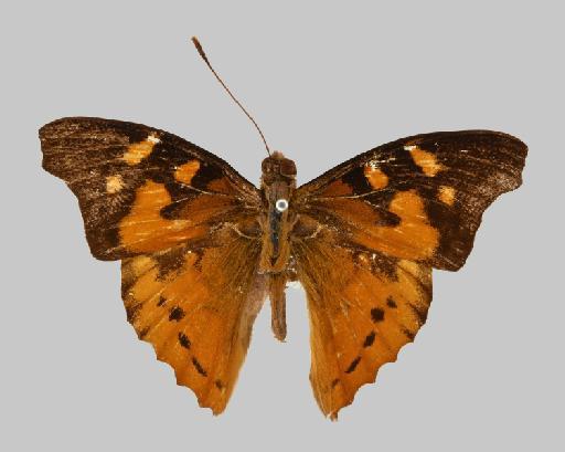 Apaturopsis kilusa Grose-Smith - NHMUK_010248015_Apaturopsis_kilusa_Type_male_up_MASUI PHOTO