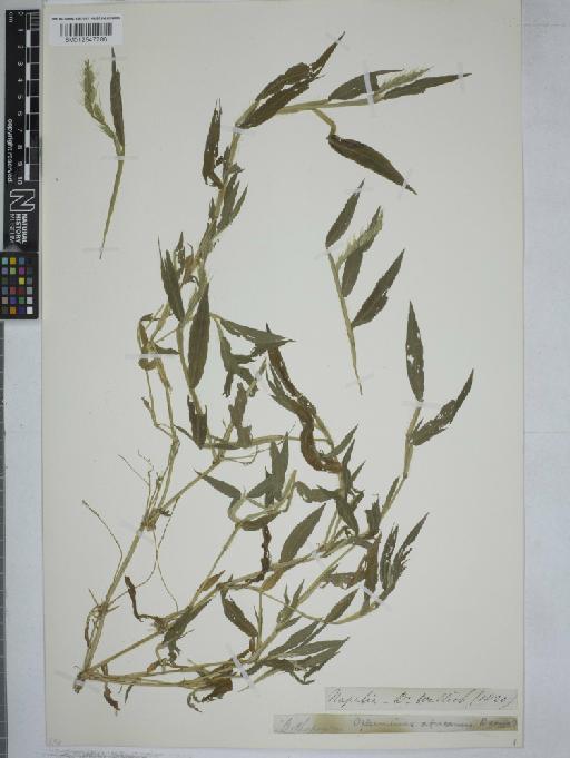 Oplismenus burmanni (Retz.) P.Beauv. - 012547786