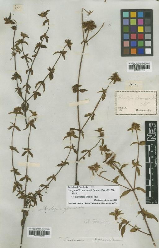 Pterolepis glomerata (Rottb.) Miq. - BM000953981