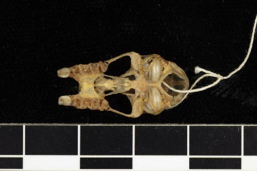 Rhinolophus euryotis burius Hinton, 1925 - 1925_6_5_22-Rhinolophus_euryotis_burius-Type-Skull-occlusal