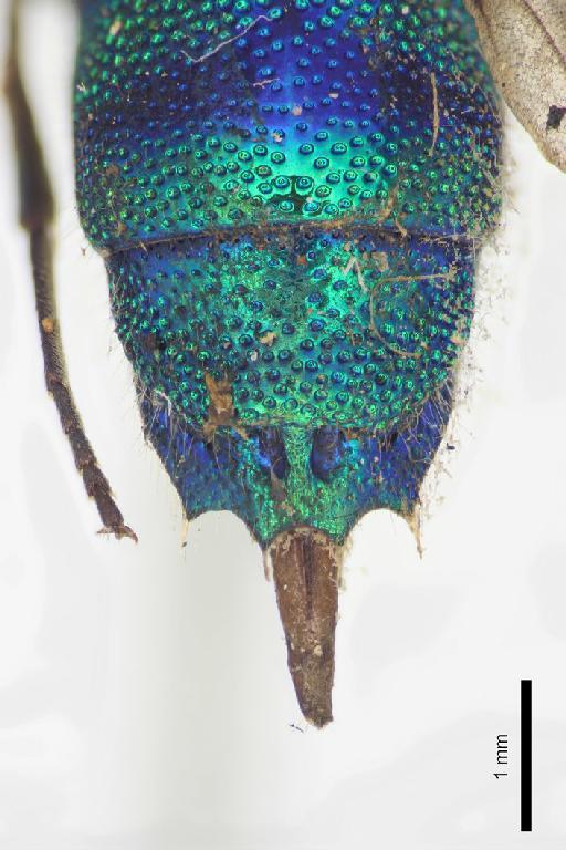 Chrysis panamensis Cameron, P., 1888 - Chrysis_panamensis-BMNH(E)#970908_type-distal-2_5X