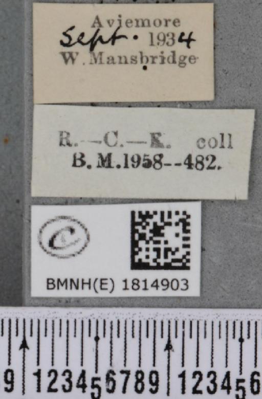 Eupithecia pusillata (Denis & Schiffermüller, 1775) - BMNHE_1814903_label_384698