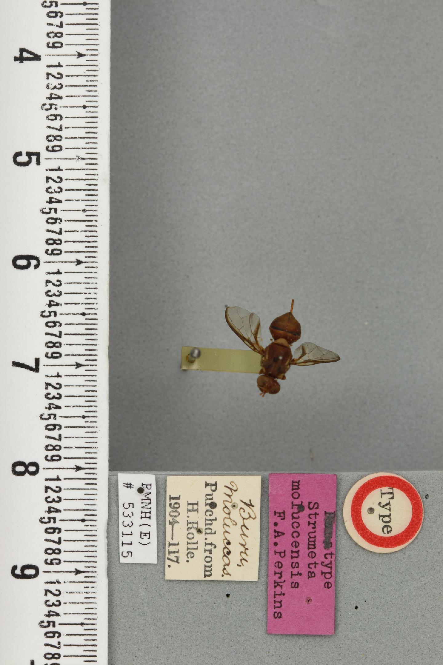 Bactrocera moluccensis
