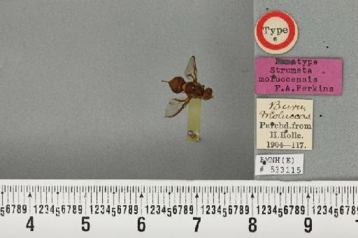 Bactrocera (Bactrocera) moluccensis (Perkins, 1939) - BMNHE_533115_30724