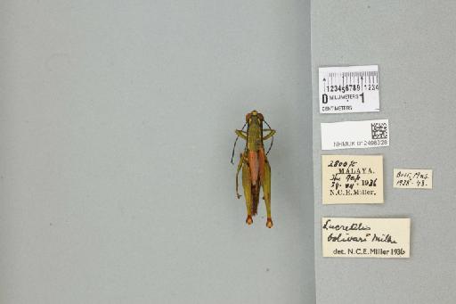 Lucretilis bolivari Miller, N.C.E., 1934 - 012498328_71521_83544