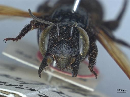 Megachile atratiformis Meade-Waldo, 1914 - 013379843_ NHMUK-Megachile_ atratiformis-type-female_2